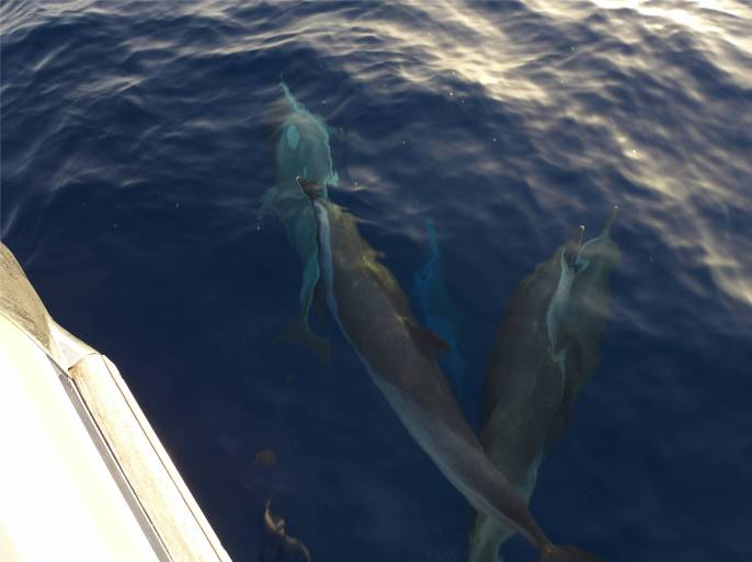 Atlantik Delfine zum Abschied 5