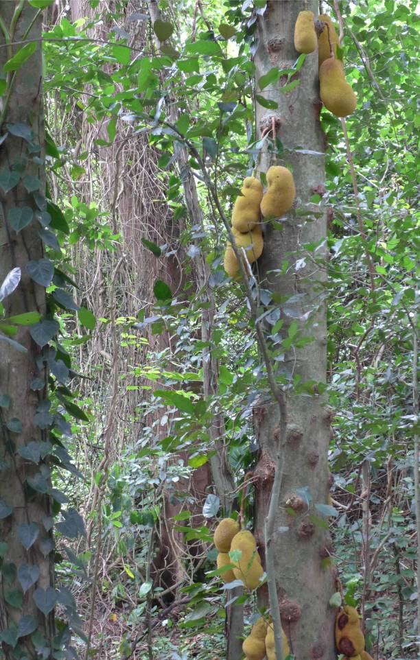 Rio botanischer Garten so viele Jackfruits an einem Baum