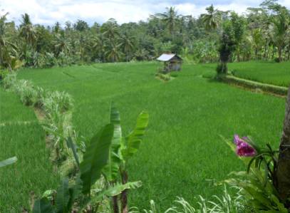 Bali schon wieder Reis