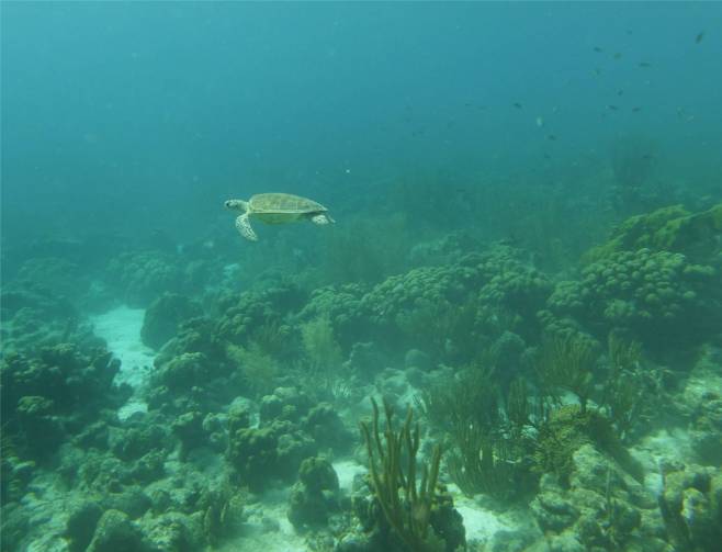 Bonaire Schildkrötenbegegnung