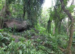 Fiji Orchideengarten der Rundweg hier sieht es aus wie bei Jurassic Park